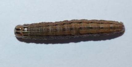 Dasygaster padockina