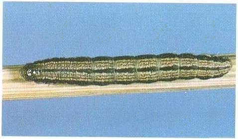 Heliocheilus flavitincta