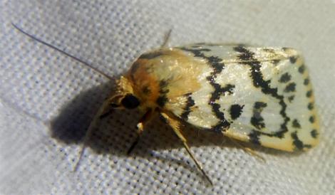 Heliocheilus flavitincta