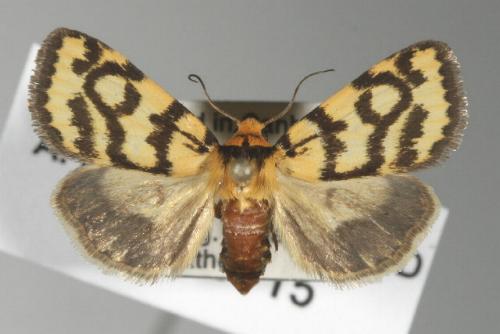 Heliocheilus flavitincta