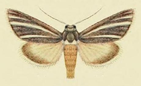 Heliocheilus mesoleuca
