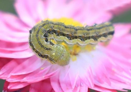 Helicoverpa punctigera