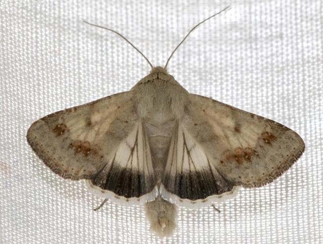 Helicoverpa punctigera