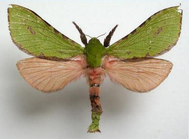 Aenetus blackburnii