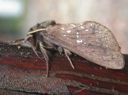 Oxycanus subvaria