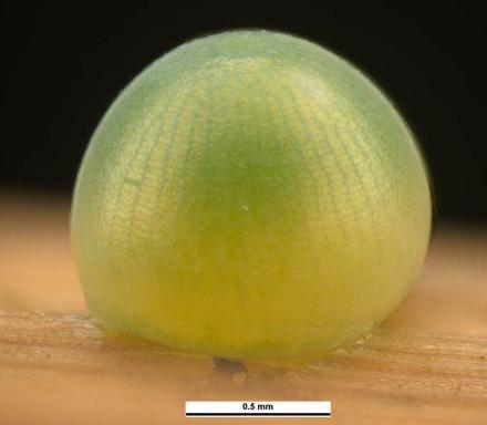 Herimosa albovenata