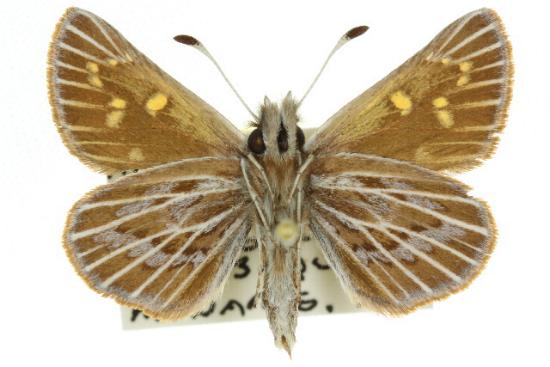 Herimosa albovenata