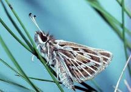 Herimosa albovenata