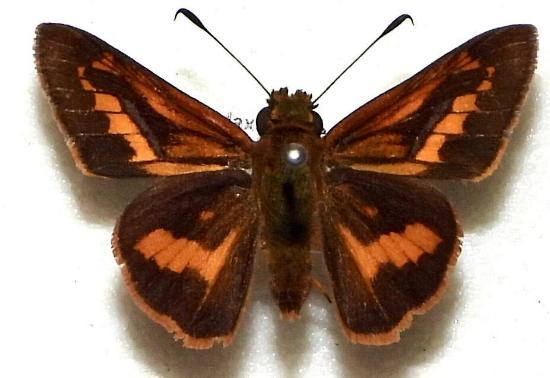Telicota brachydesma