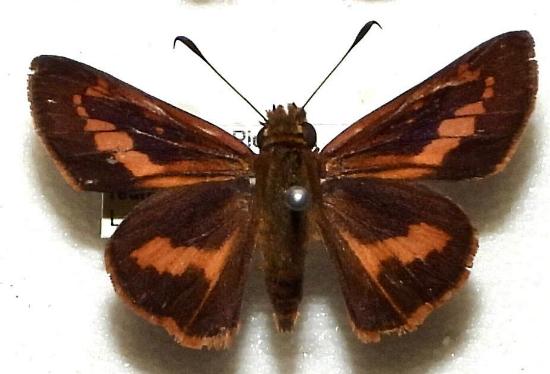 Telicota brachydesma