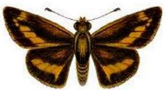 Telicota brachydesma