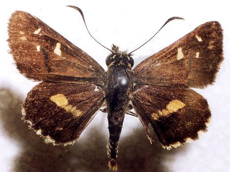 Hesperilla crypsargyra