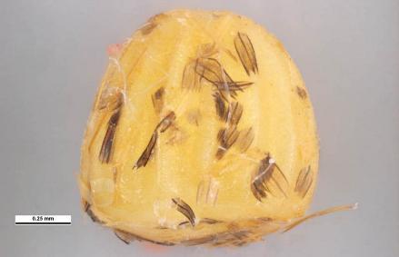 Atkinsia dominula egg