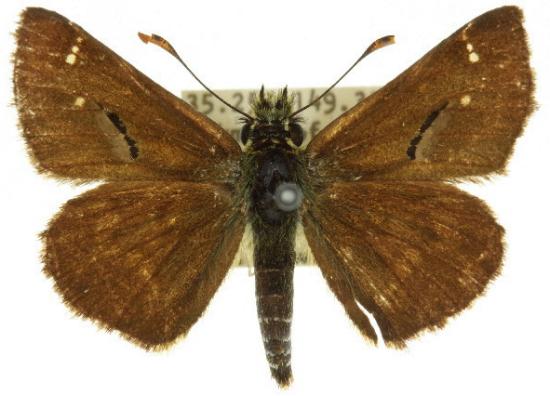 Atkinsia dominula male