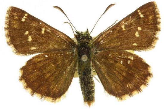 Atkinsia dominula female