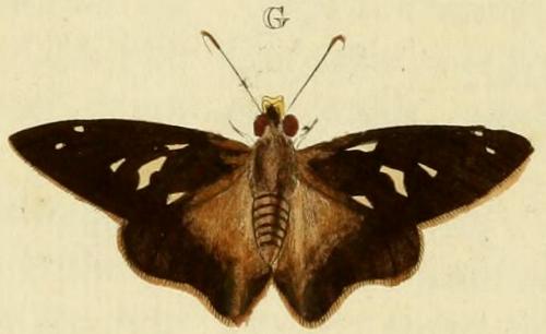 Badamia exclamationis
