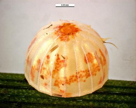 Trapezites praxedes