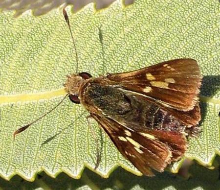 Trapezites praxedes