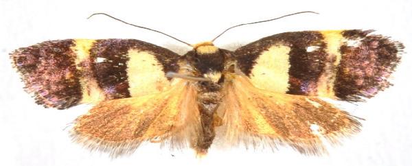 Eupselia anommata