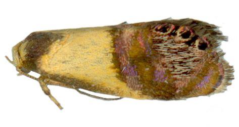 Eupselia beltera