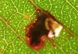Perthida glyphopa