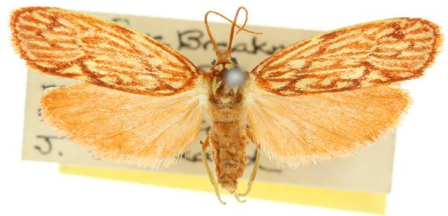 Lactura calliphylla