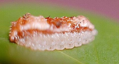 Lactura caminaea