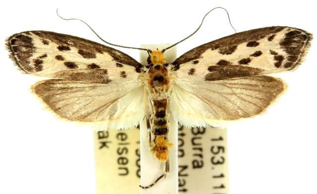 Thyridectis psephonoma