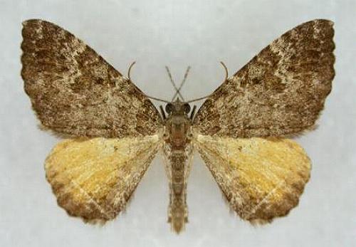 Chrysolarentia aglaodes