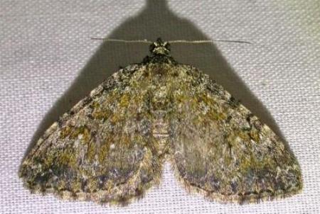 Chrysolarentia aglaodes