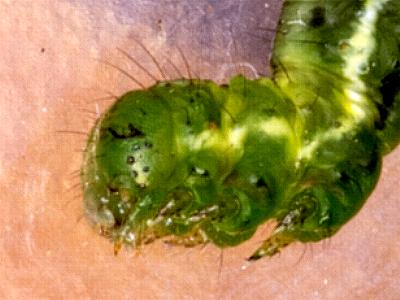 Poecilasthena anthodes
