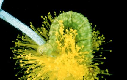 Chloroclystis approximata