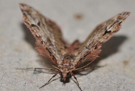 Chloroclystis approximata