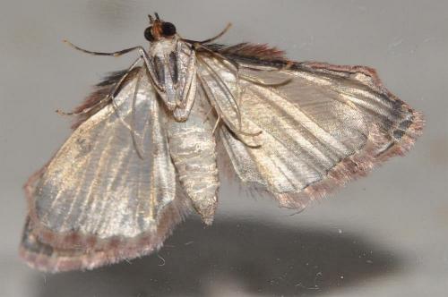 Chloroclystis approximata
