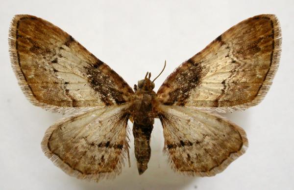 Chloroclystis approximata