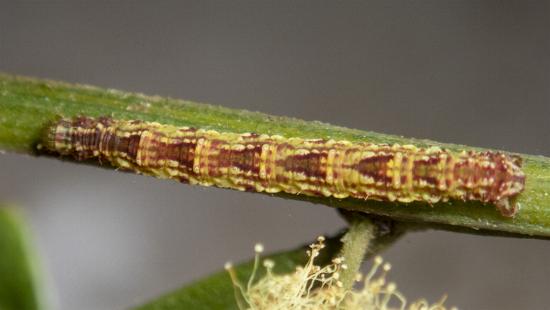 Chloroclystis approximata