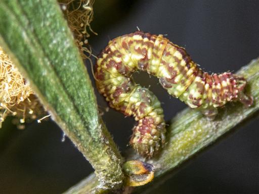 Chloroclystis approximata