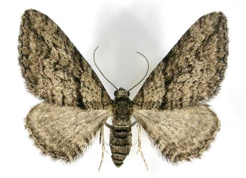Hypycnopa delotis