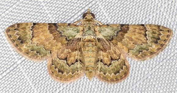 Gymnoscelis derogata