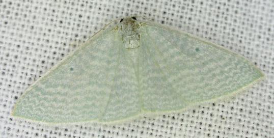 Poecilasthena fragilis