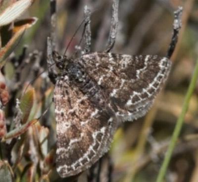 Chrysolarentia melanchlaena