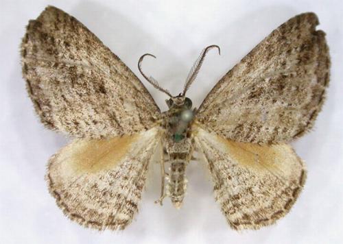 Larentia oribates