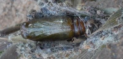 Poecilasthena pulchraria