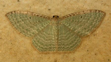 Poecilasthena pulchraria