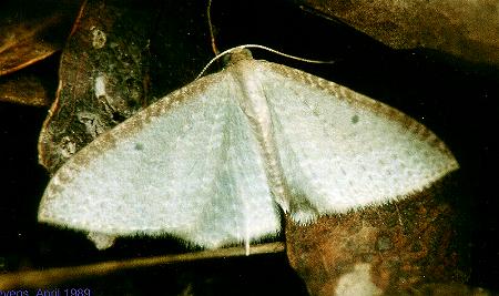 Poecilasthena pulchraria
