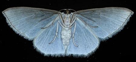 Poecilasthena pulchraria