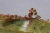 Epicyme rubropunctaria