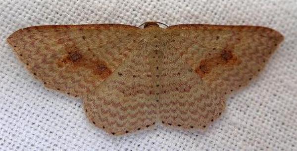 Epicyme rubropunctaria
