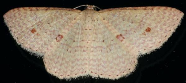 Epicyme rubropunctaria