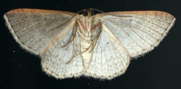 Epicyme rubropunctaria